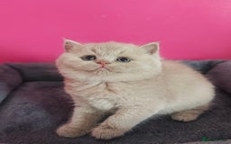 British Shorthair cats for sale: Stunning Teddy bear BSH kittens  GCCF  - Image 20