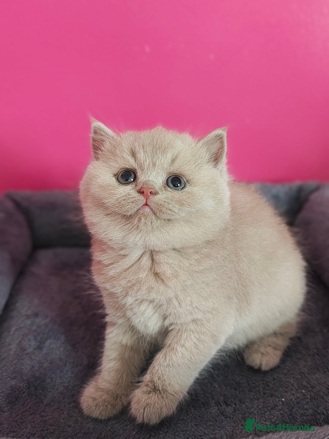British Shorthair cats for sale: Stunning Teddy bear BSH kittens  GCCF  - Image 20