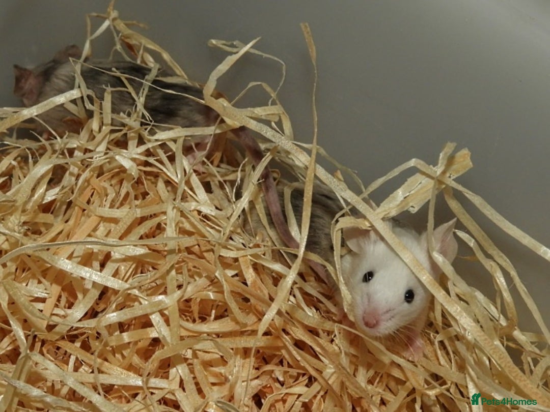 Mouse rodents for sale: Satin, long and short haired varieties  - Image 6