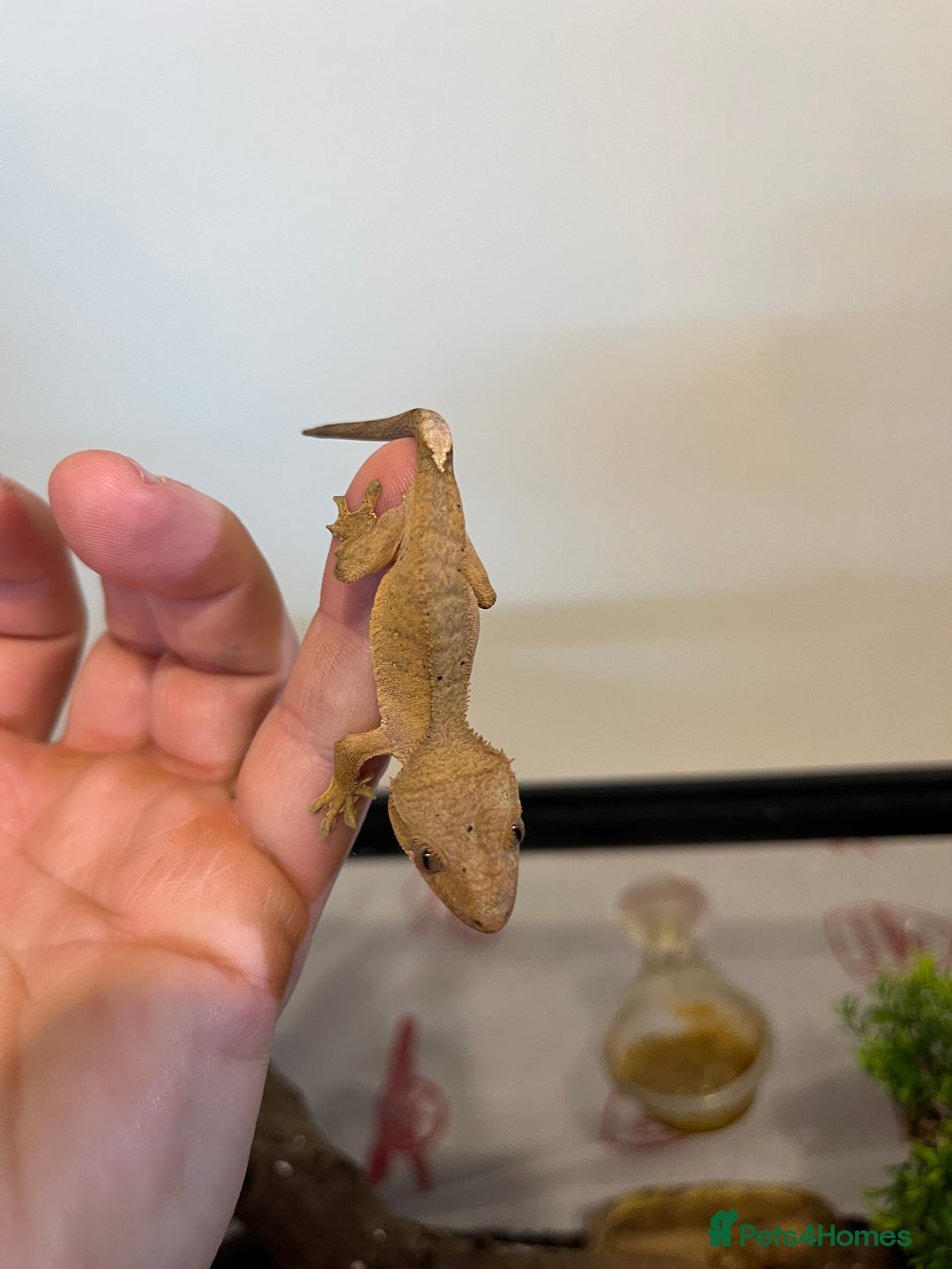 Gecko reptiles for sale: Crested gecko babies for sale  - Advert 17