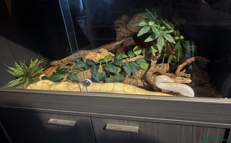 Python Snake reptiles in Felixstowe - Advert 11