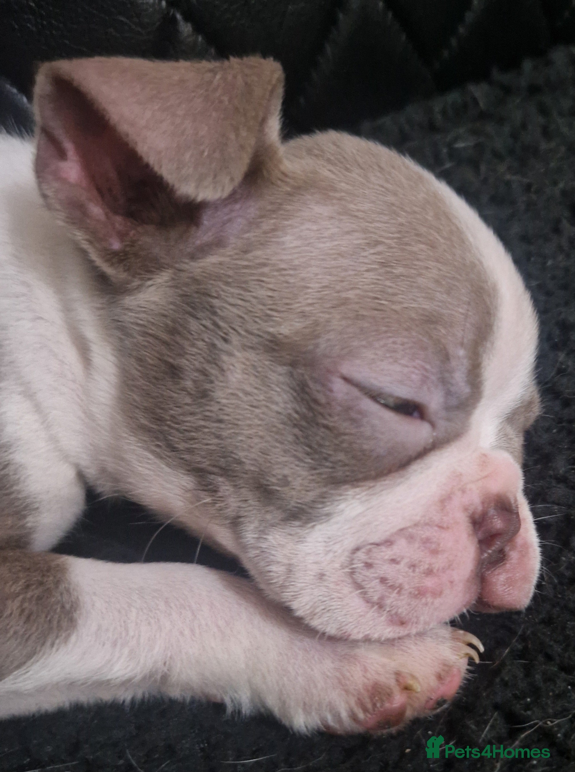 Boston Terrier dogs Stunning Champagne boston bitch for sale  - Advert 2