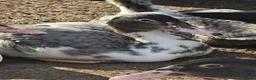 Ducks poultry for sale: Beautiful muscovy ducks in Hawick - Advert 6