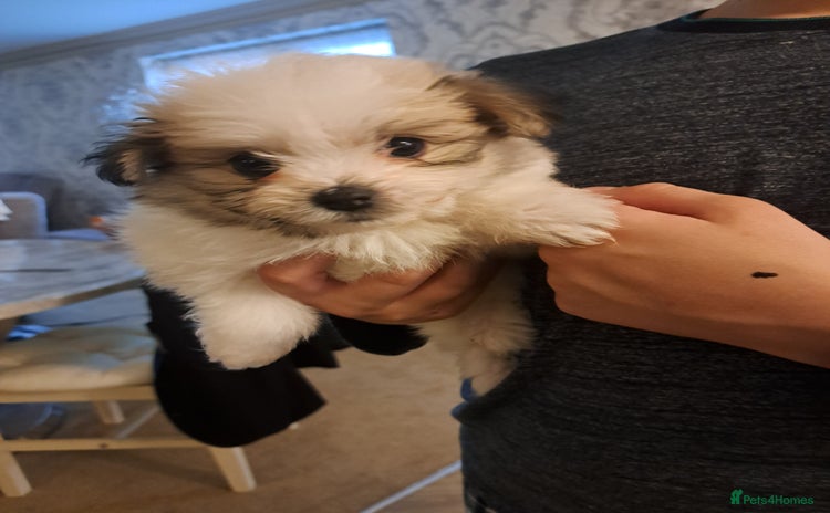 Mixed Breed dogs Beautiful Pomchon puppies FOR SALE - Advert 5
