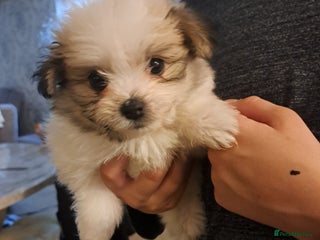 Mixed Breed dogs 1 BEAUTIFUL BOY STILL AVAILABLE - Advert 16