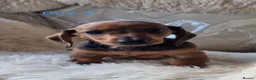 Miniature Dachshund dogs for sale: 🐕🐕6 adorable miniature dashund puppies 🐕🐕 - Advert 7
