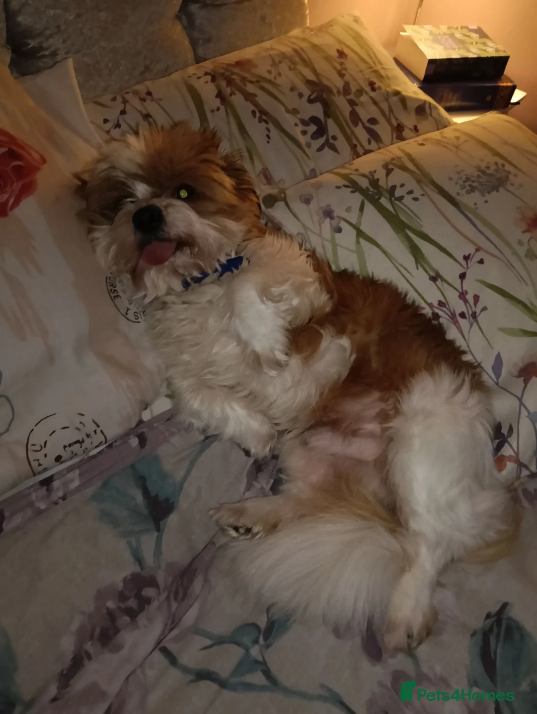 Mixed Breed dogs for sale: Arlo 5yr old shih zhu X jack russell - Advert 2