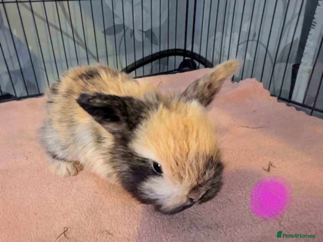 Mini Lop rabbits for sale: Pure bred mini lops for reserve - Advert 1