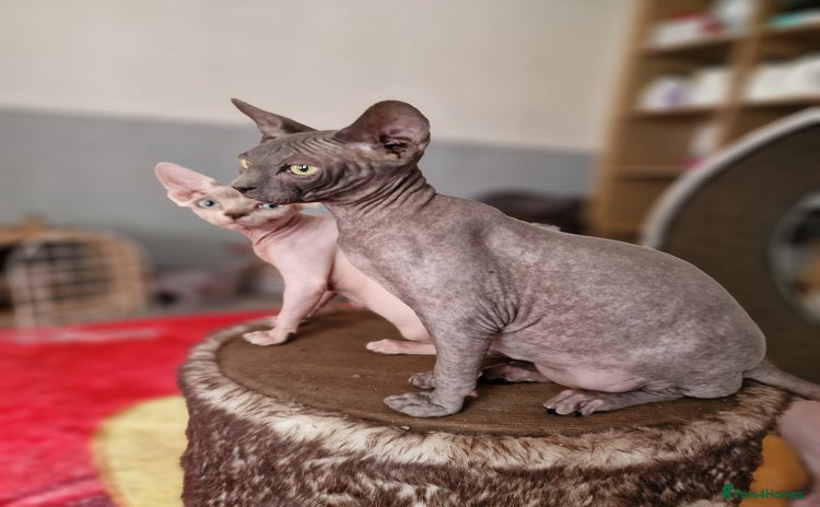 Sphynx cats - Advert 2
