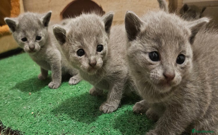 Russian Blue cats - Advert 15