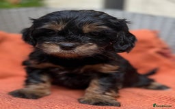 Shihpoo dogs for sale: Fluffy ShihPoo puppies - Image 7