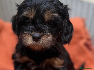 Shihpoo dogs Fluffy ShihPoo puppies - Advert 6