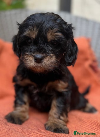 Shihpoo dogs Fluffy ShihPoo puppies - Advert 2