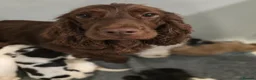 Cocker Spaniel dogs for sale: READY Now 1st vacc working cockers - Advert 2
