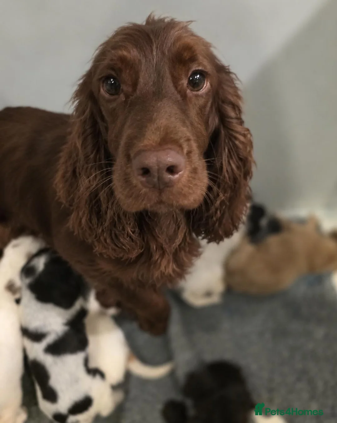 Cocker Spaniel dogs for sale: READY Now 1st vacc working cockers - Advert 2