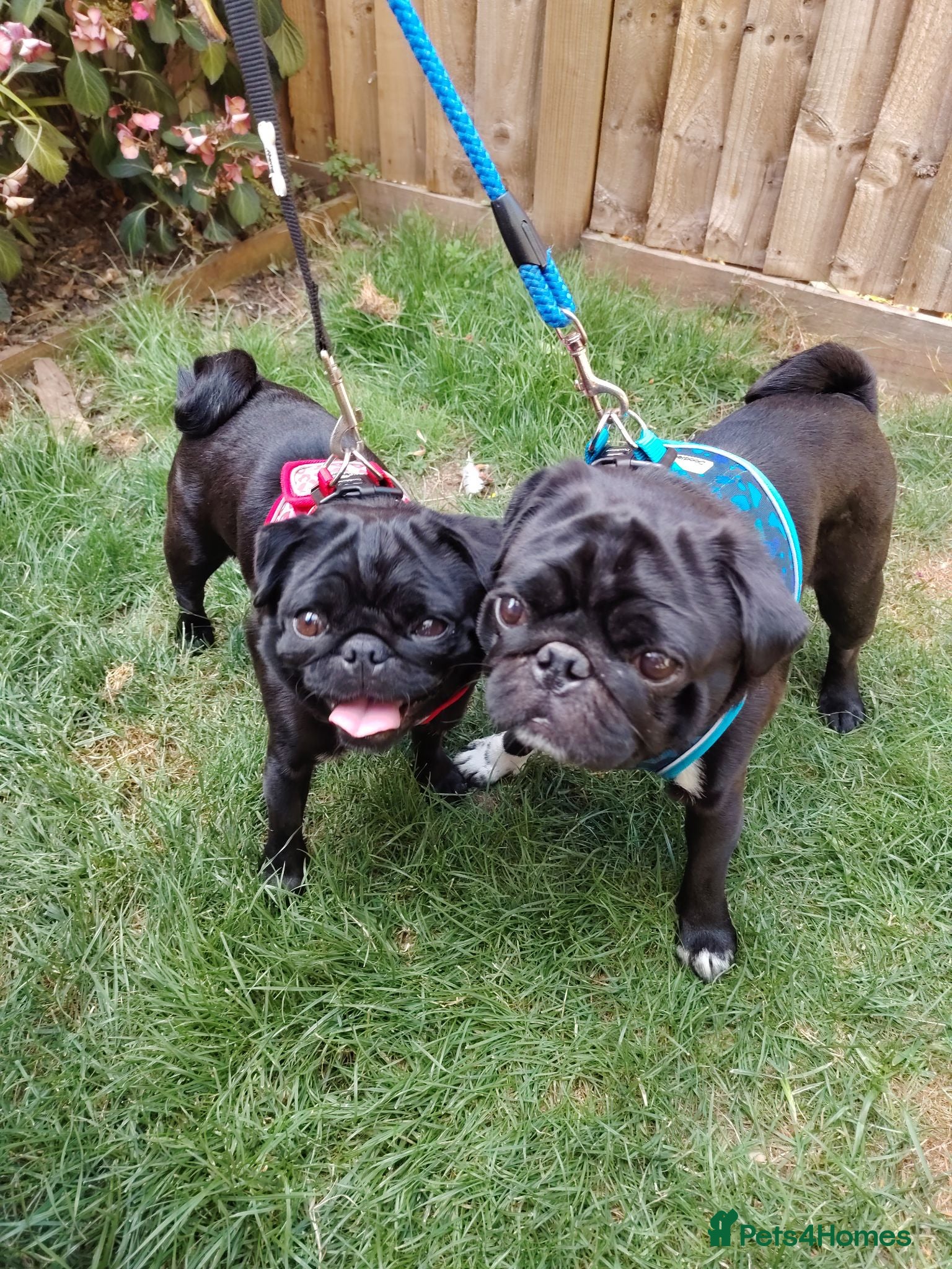 Pug dogs Brother and Sister pugs - Advert 1