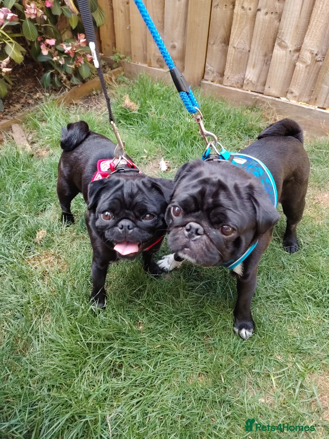 Pug dogs for sale: Brother and Sister pugs - Advert 1