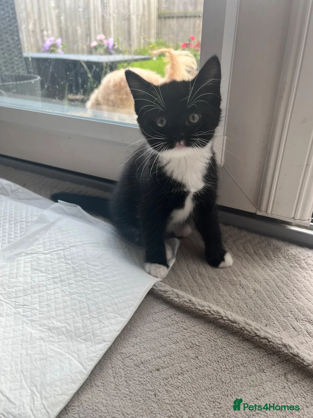 Mixed Breed cats for sale: Mixed kittens  - Advert 6