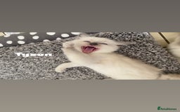 Ragdoll cats for sale: Pure breed ragdolls . Ready to leave SOON  - Image 25