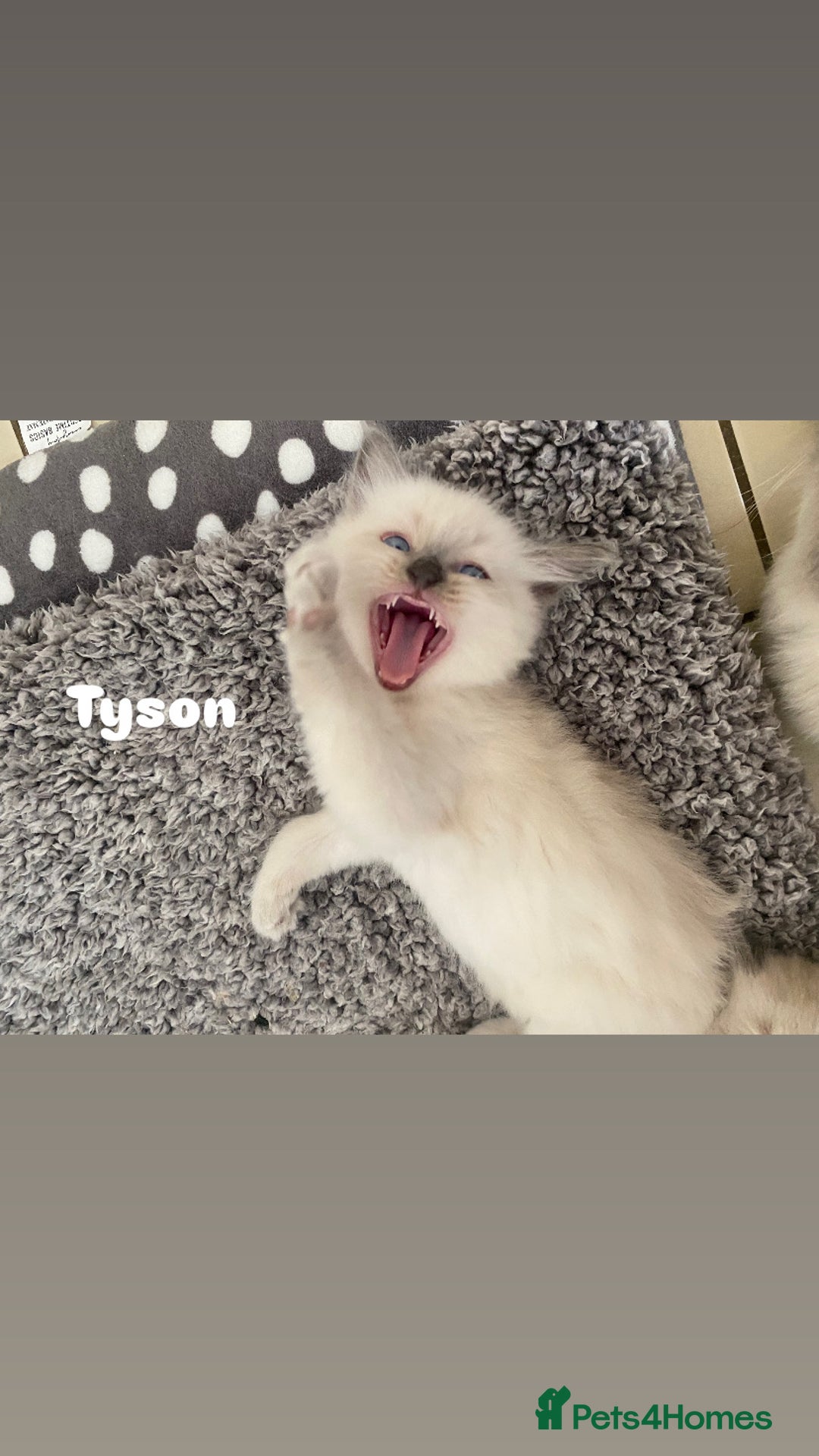 Ragdoll cats for sale: Pure breed ragdolls . Ready to leave SOON  - Image 25
