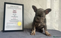 French Bulldog dogs for sale: *REDUCED* Fluffy Carrier French Bulldog - Image 15