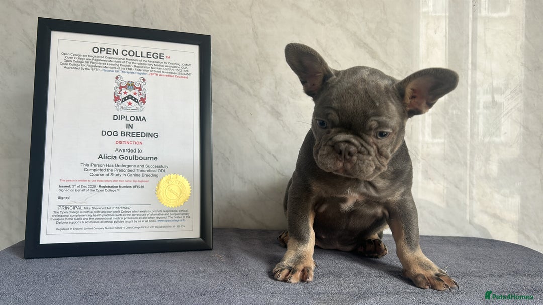 French Bulldog dogs for sale: *REDUCED* Fluffy Carrier French Bulldog - Image 15