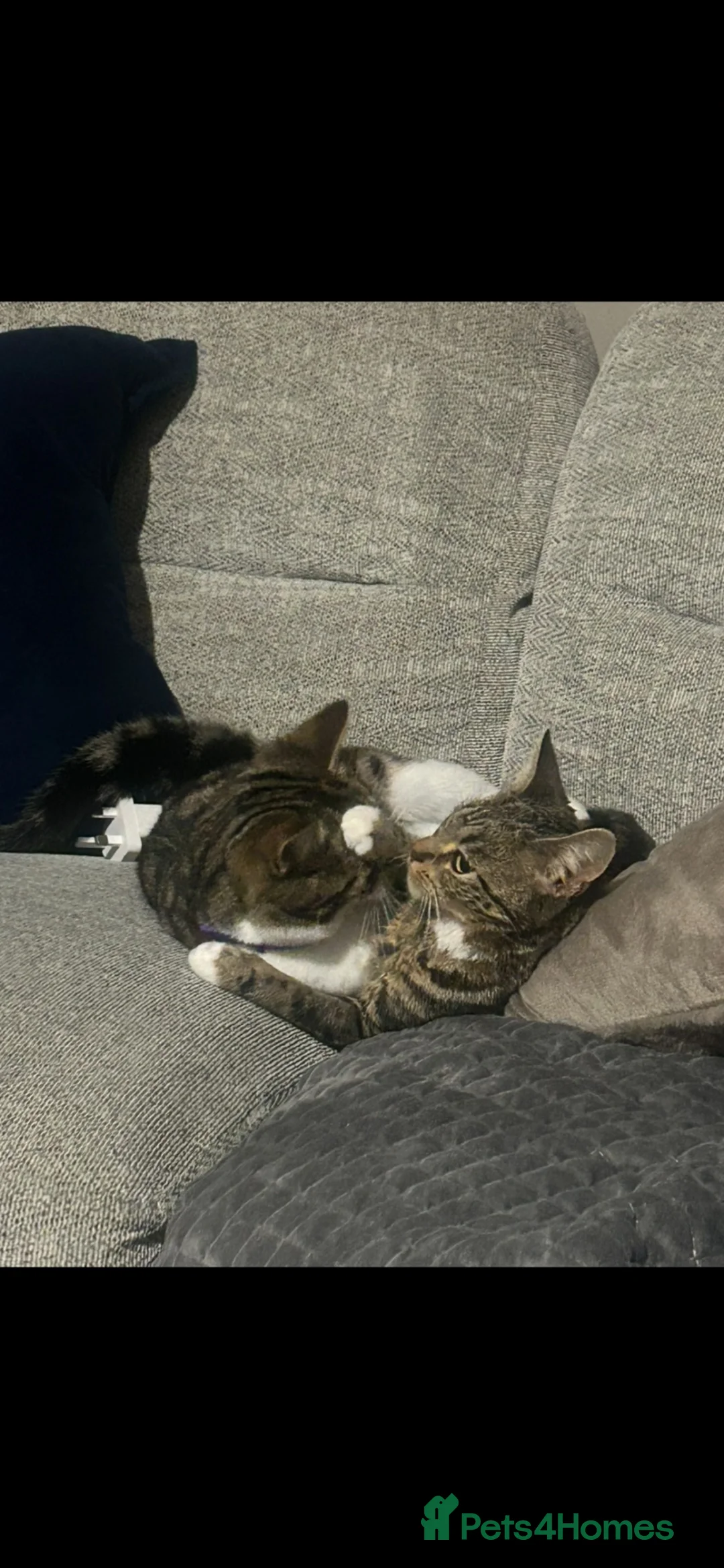 Domestic Shorthair cats for sale: 2 cats siblings male and female  - Advert 1