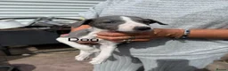 Whippet dogs for sale: Whippet Puppies  in Burntwood - Advert 11
