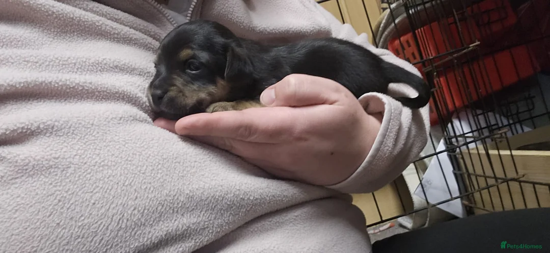 Jack Russell dogs for sale: Jack russle puppies  - Advert 15