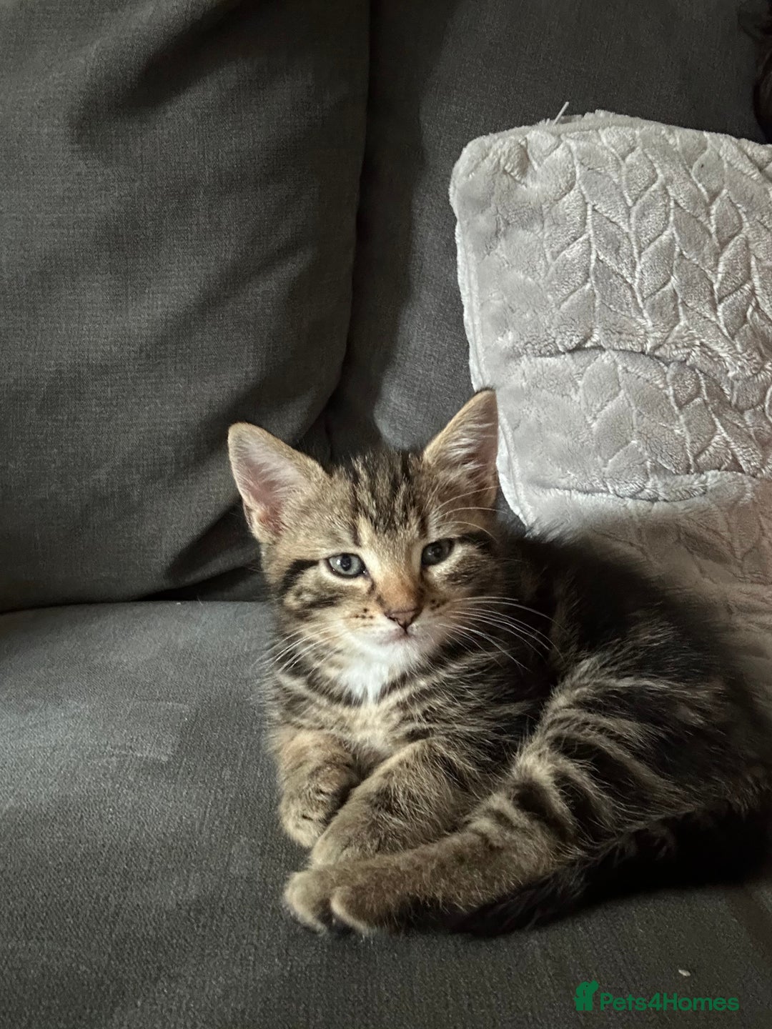 Mixed Breed cats for sale: Classic tabby boy ready for he’s forever home  - Image 1