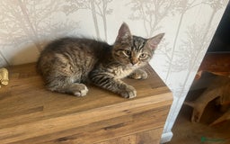 Maine Coon cats for sale: Two Gorgeous Maine Coon Cross Kittens for Sale - Image 4