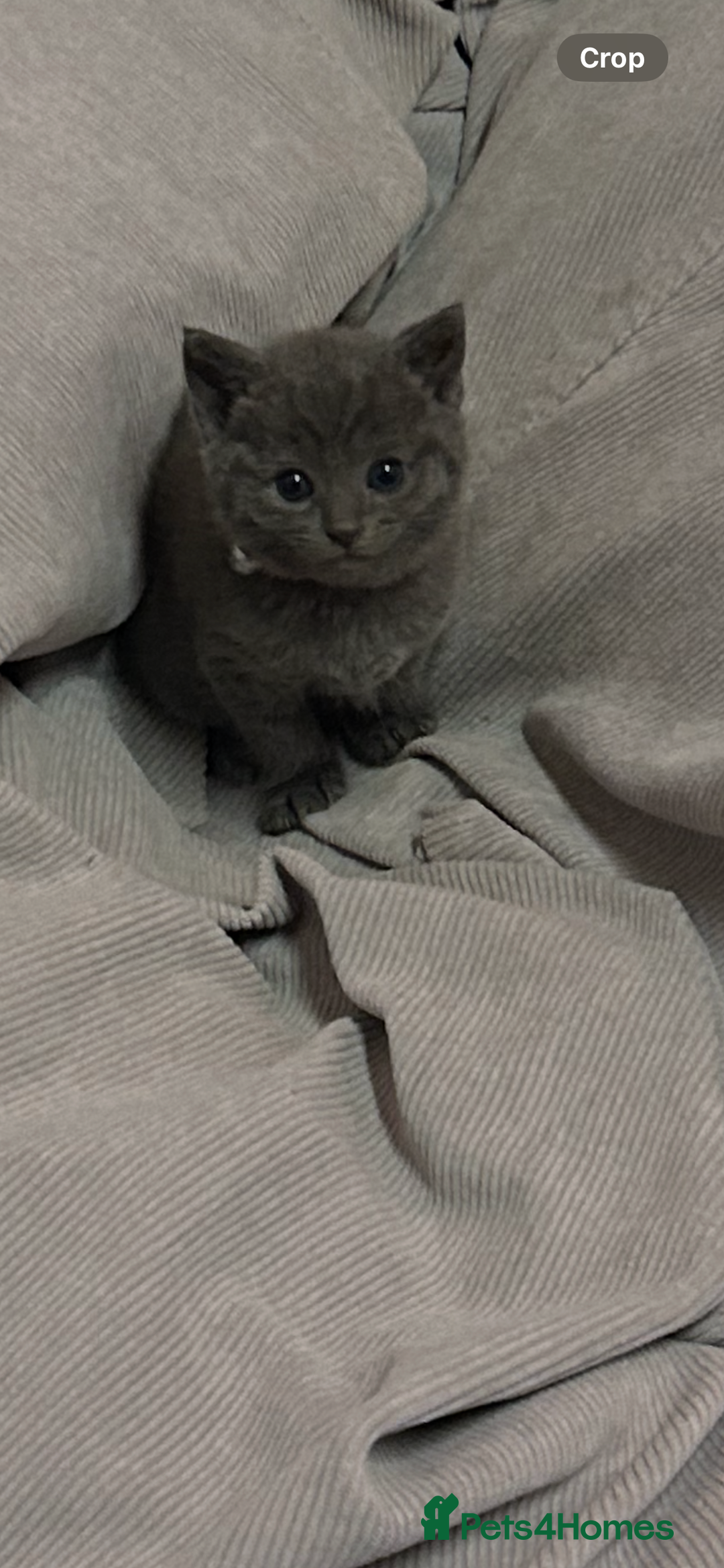 Russian Blue cats for sale: One beautiful Russian blue girl left 🩷 - Advert 7