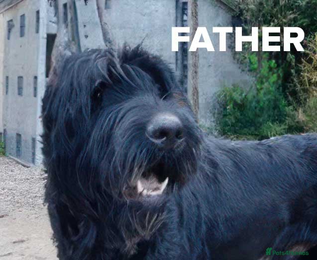 Giant Schnauzer dogs Ready Now!Giant Schnauzer Puppies - Advert 2