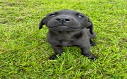 Labrador Retriever dogs for sale: KC registered fully health tested Labrador puppies in Biggar - Image 6