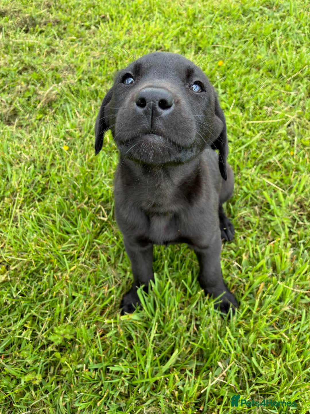 Labrador Retriever dogs for sale: KC registered fully health tested Labrador puppies in Biggar - Image 6