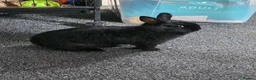 Netherland Dwarf rabbits for sale: 2 Dwarf Netherlands  in Cannock - Advert 8
