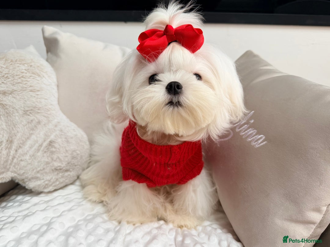 Maltese dogs for sale: Beautiful 6 month old Maltese Puppy Ready Now - Advert 9
