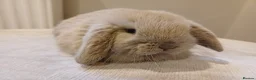 Mini Lop rabbits for sale: Adorable mini lop baby bunnies - Advert 6