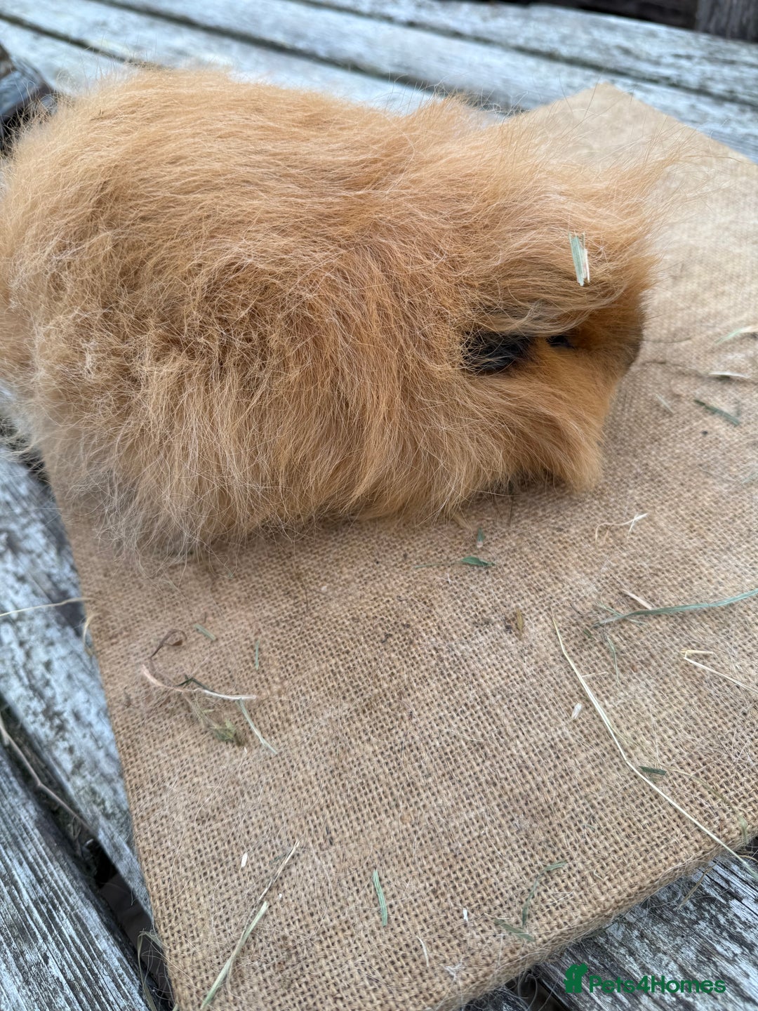 Guinea Pig rodents for sale: Pure bred California & Swiss guineapigs  - Image 6