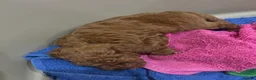 Toy Poodle dogs for sale: Asian toy poodle red brown  - Advert 8