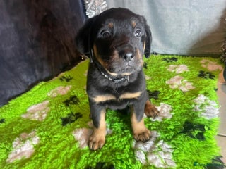 Rottweiler dogs Rottweiler Puppies - Advert 15