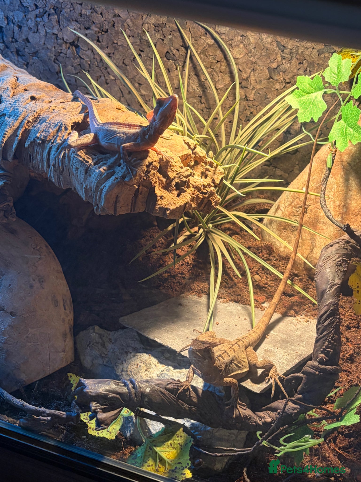 Mixed Breed reptiles Multiple reptiles for sale  - Advert 7