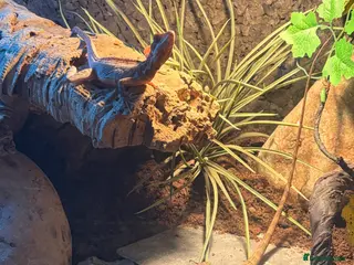 Mixed Breed reptiles Multiple reptiles for sale - Advert 7