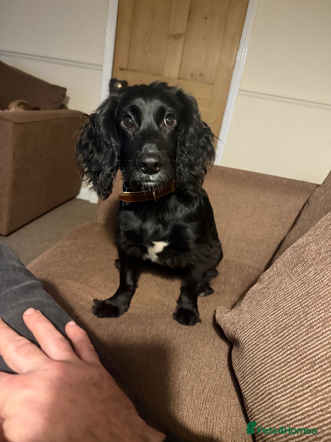 Cocker Spaniel dogs for sale: ROWAN 7 month old pedigree cocker spaniel for SALE - Advert 1