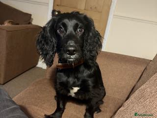 Cocker Spaniel dogs ROWAN 7 month old pedigree cocker spaniel for SALE - Advert 1