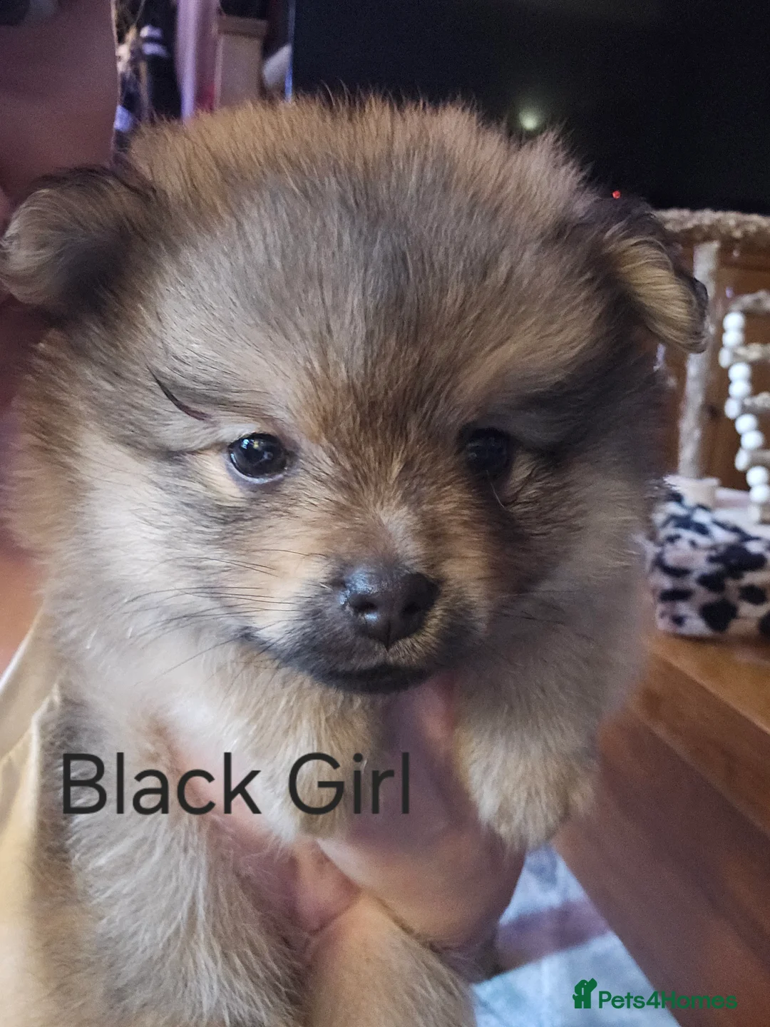Pomeranian dogs for sale: 4 baby pomeranians for sale - Advert 36