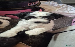 Maltipoo dogs for sale: shipoo puppies reduced READY NOW in Derby - Image 4