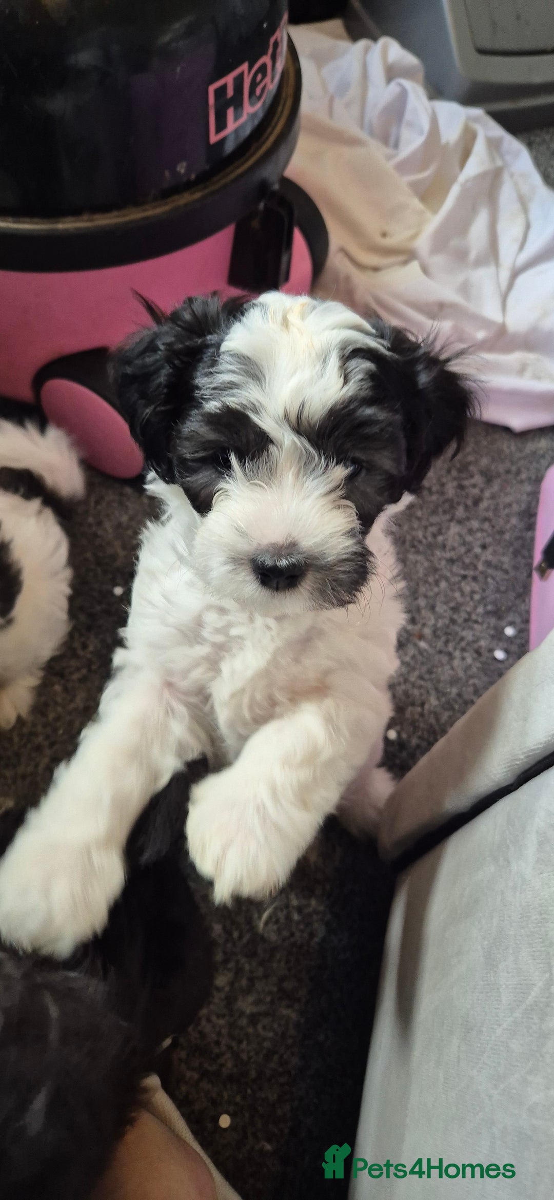 Maltipoo dogs for sale: shipoo puppies reduced READY NOW in Derby - Image 4