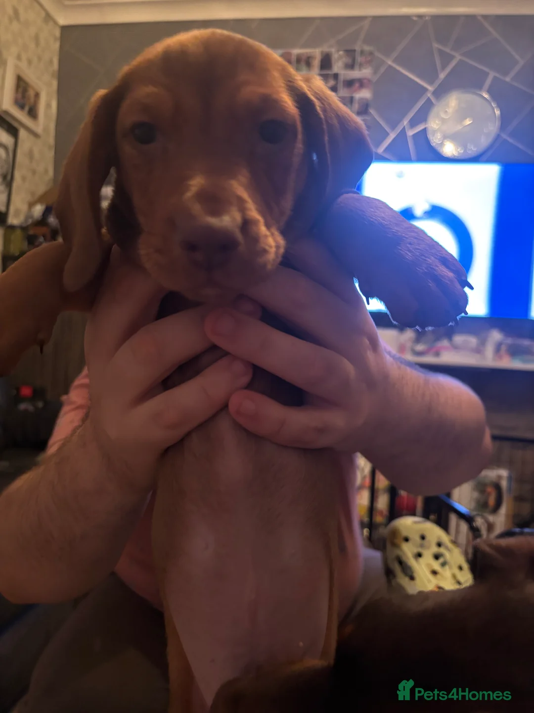 Dachshund dogs for sale: Dachshund choc-based-red puppies available now!! - Advert 5