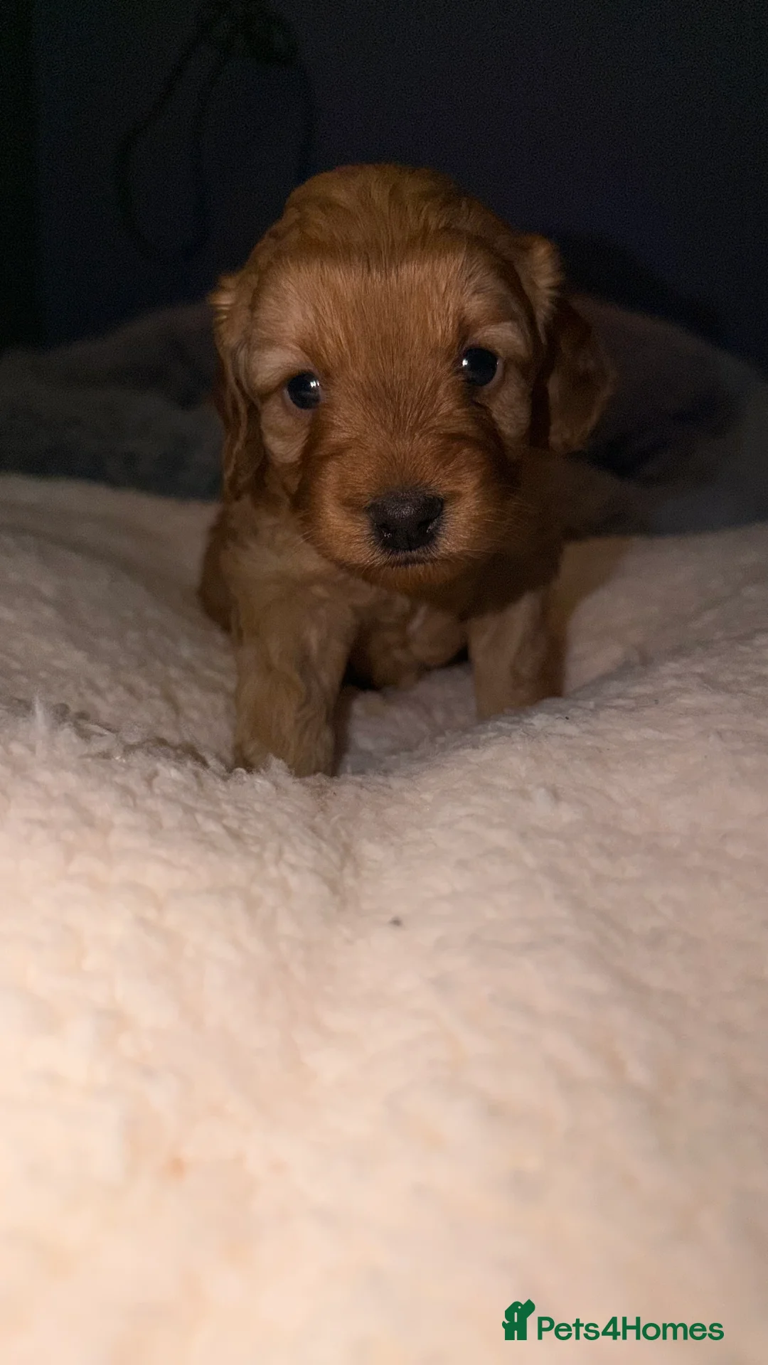 Cockapoo dogs for sale: COCKERPOO GIRLS F2B - Advert 5